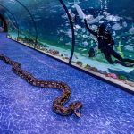 The National Aquarium in Al Qana