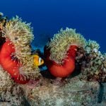 Anemone in the Red Sea