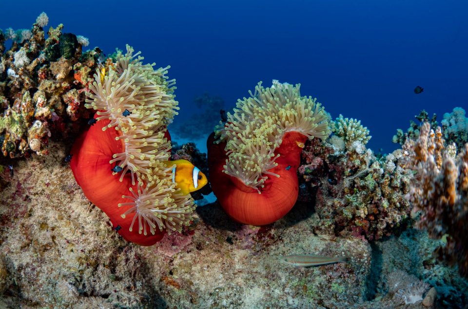 Anemone in the Red Sea