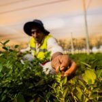 Mangrove nursery