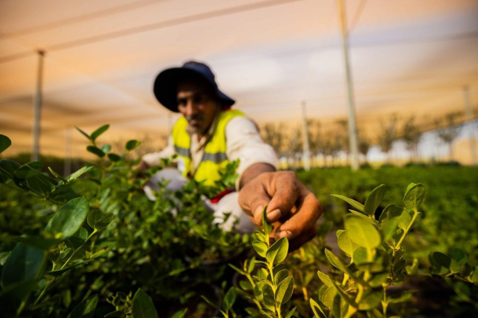 Mangrove nursery