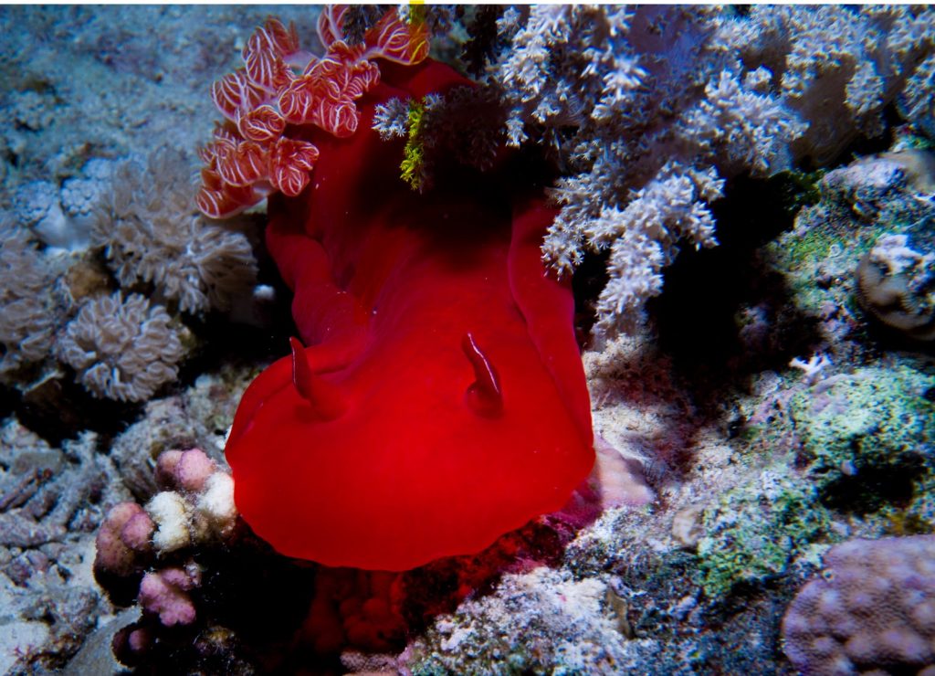 Red Sea, Hurghada, Egypt 